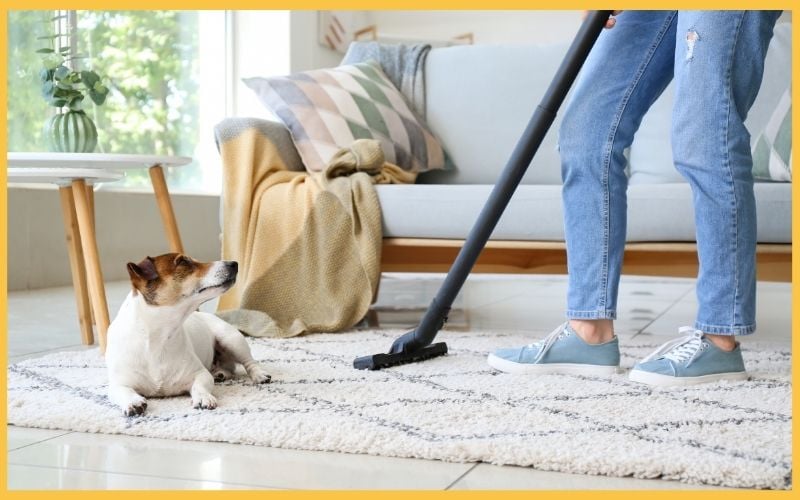 A person vacuums a rug while a small dog watches curiously in a bright, cozy living room with a sofa and decorative pillows.