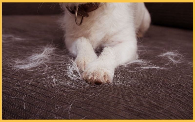 A close-up of a dog's paws resting on a brown couch, surrounded by white fur shedding on the fabric.