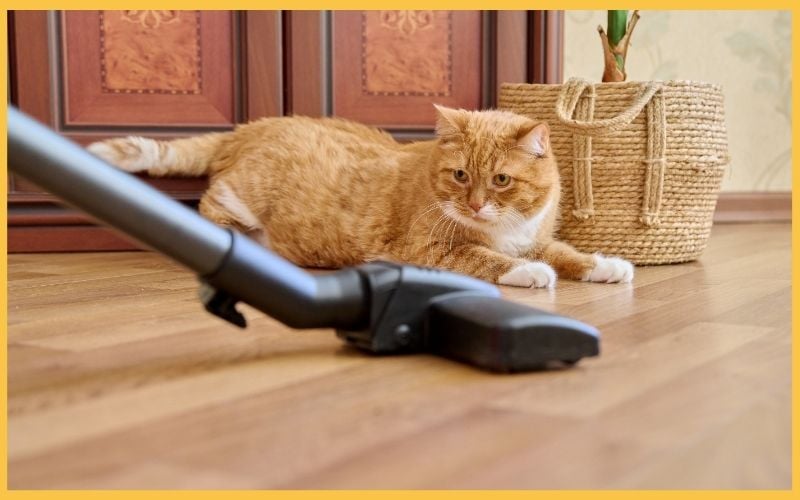 A curious ginger cat watches a vacuum cleaner's nozzle on wooden flooring, with a decorative basket and plants in the background.
